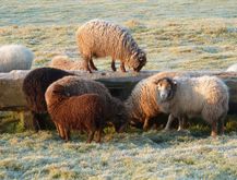 Ouessant-Schafe auf dem Zottelhof. Lama- und Alpaka-Wanderungen.